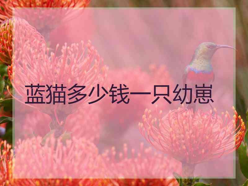 蓝猫多少钱一只幼崽 蓝猫多少钱一只幼崽