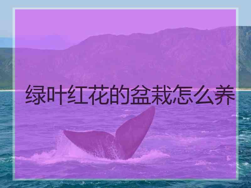 绿叶红花的盆栽怎么养 绿叶红花的盆栽怎么养