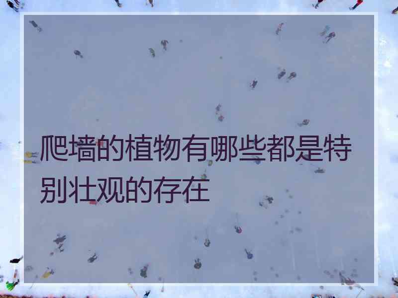 爬墙的植物有哪些都是特别壮观的存在 爬墙的植物有哪些都是特别壮观的存在