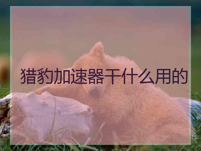 猎豹加速器干什么用的 猎豹加速器干什么用的