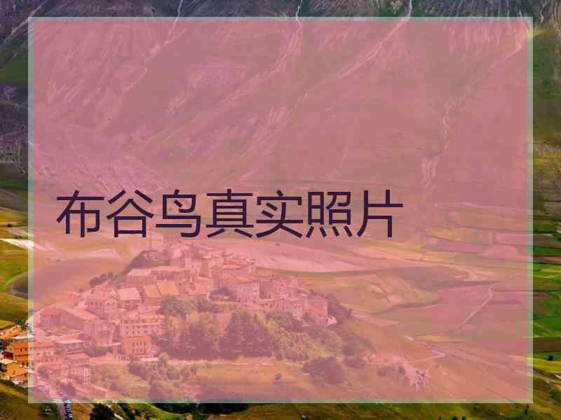 布谷鸟真实照片 布谷鸟真实照片