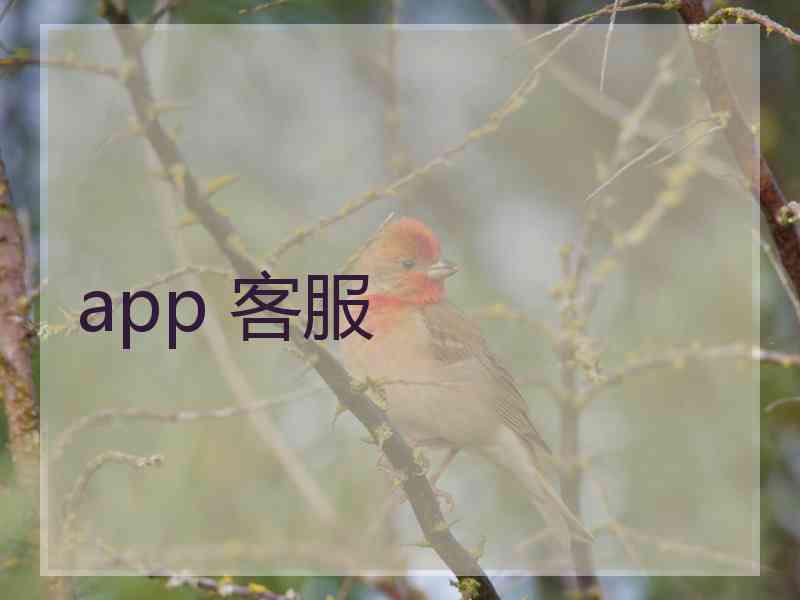 app 客服 app 客服