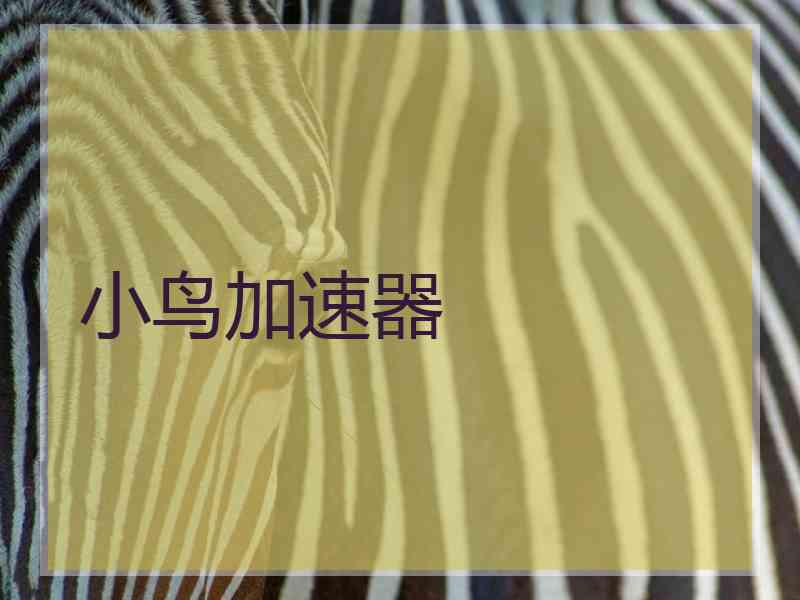 小鸟加速器 小鸟加速器
