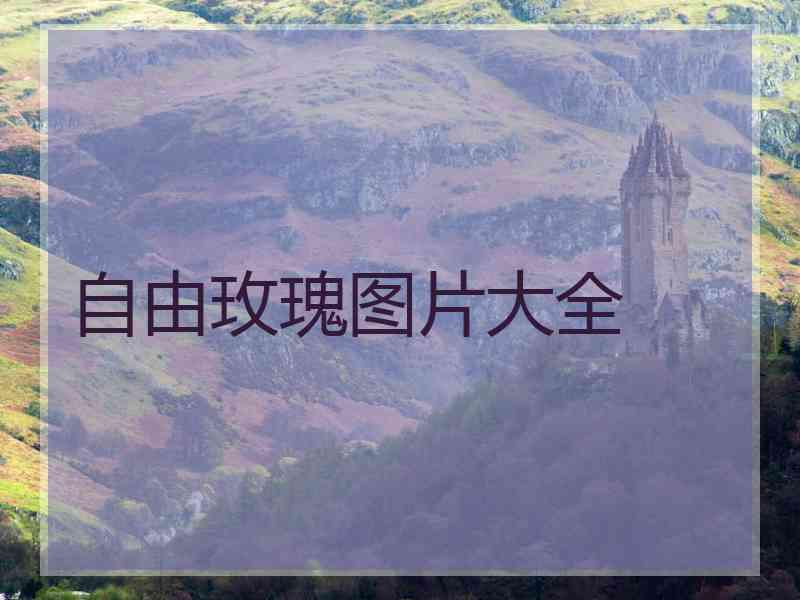 自由玫瑰图片大全 自由玫瑰图片大全