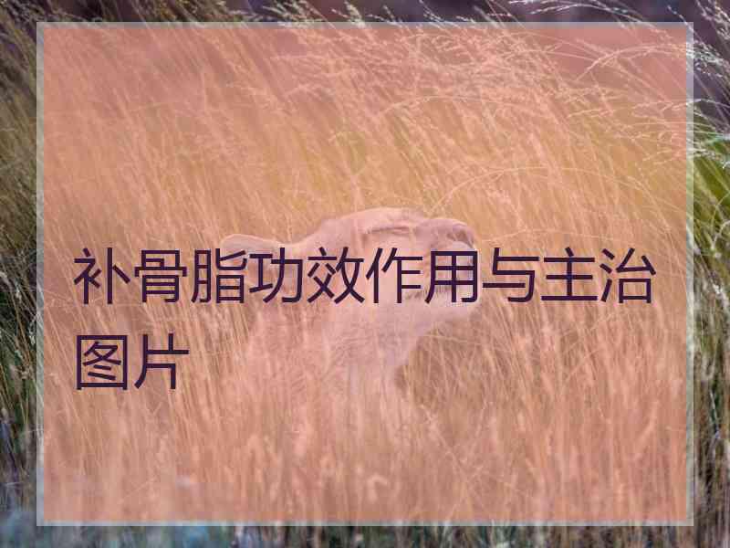 补骨脂功效作用与主治图片 补骨脂功效作用与主治图片