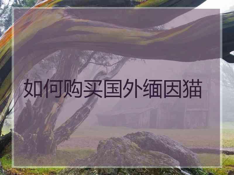 如何购买国外缅因猫 如何购买国外缅因猫