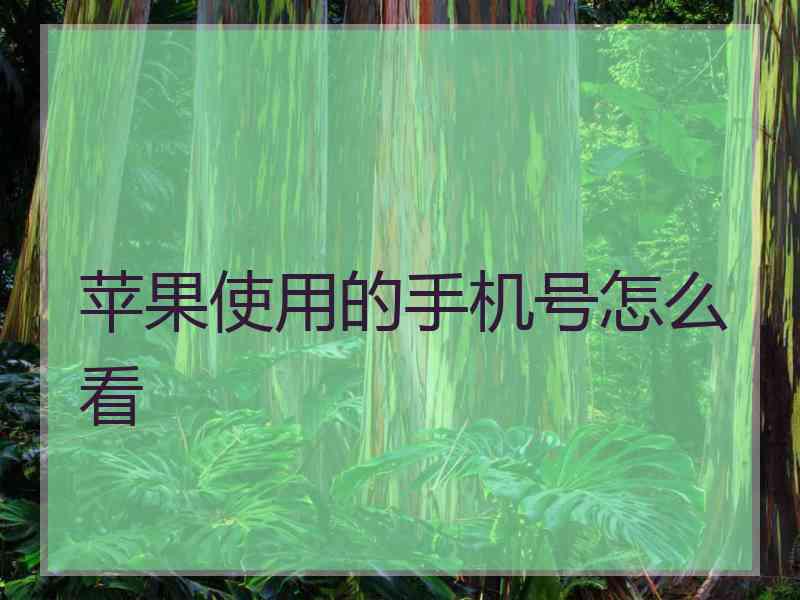 苹果使用的手机号怎么看 苹果使用的手机号怎么看