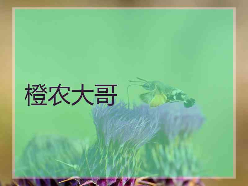 橙农大哥 橙农大哥