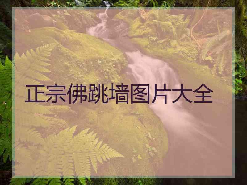 正宗佛跳墙图片大全