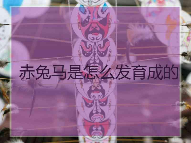 赤兔马是怎么发育成的