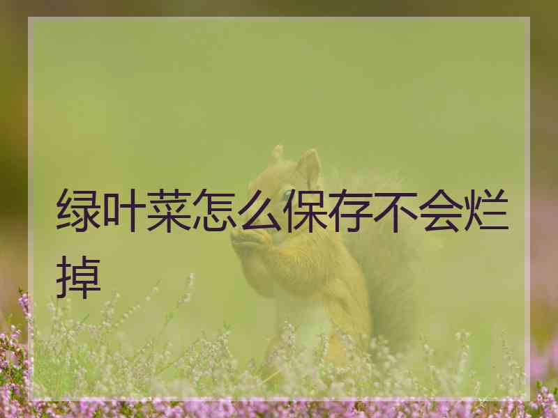 绿叶菜怎么保存不会烂掉
