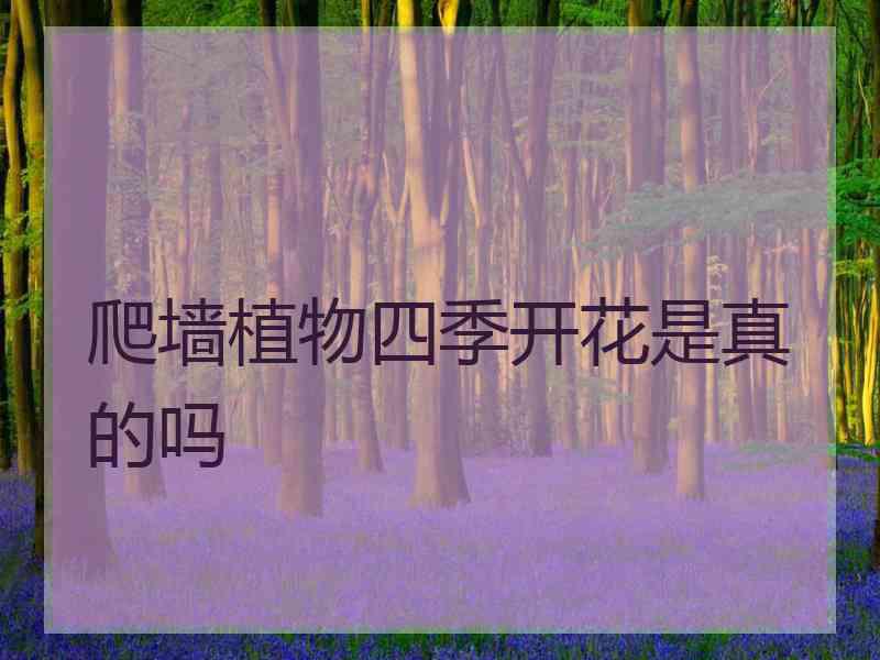 爬墙植物四季开花是真的吗