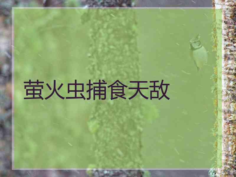 萤火虫捕食天敌