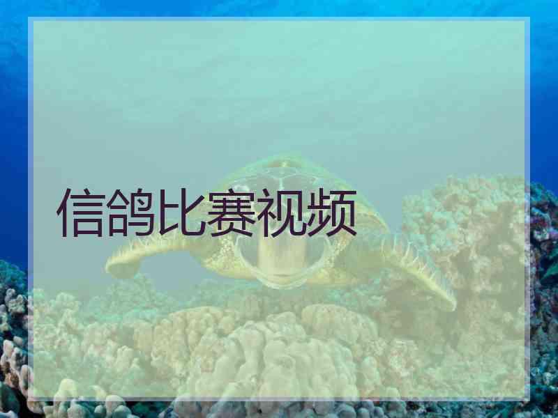 信鸽比赛视频