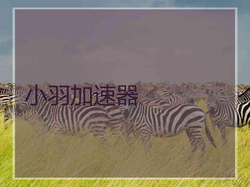 小羽加速器