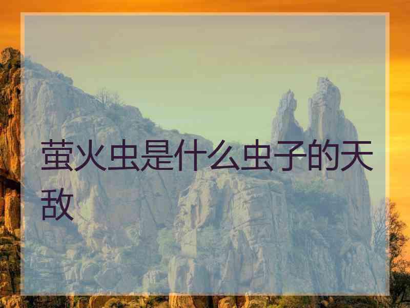 萤火虫是什么虫子的天敌