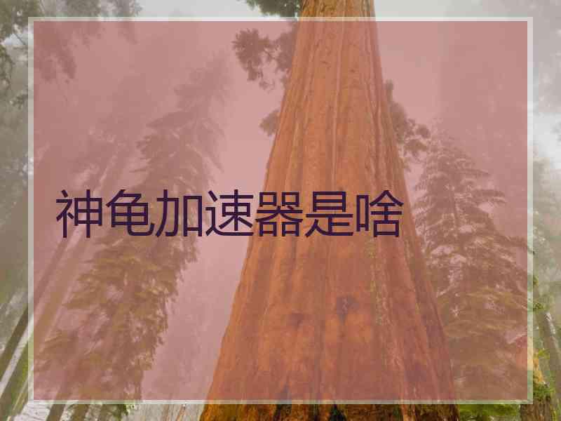 神龟加速器是啥