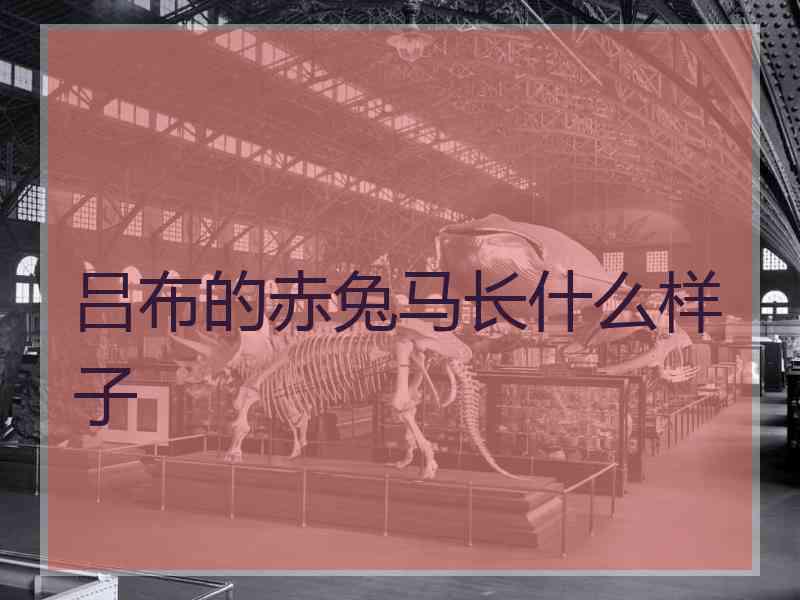 吕布的赤兔马长什么样子