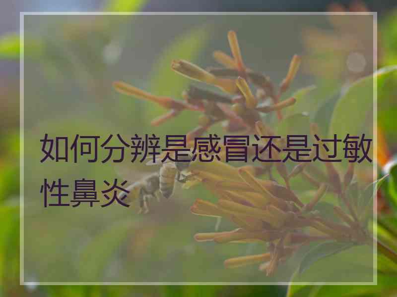 如何分辨是感冒还是过敏性鼻炎