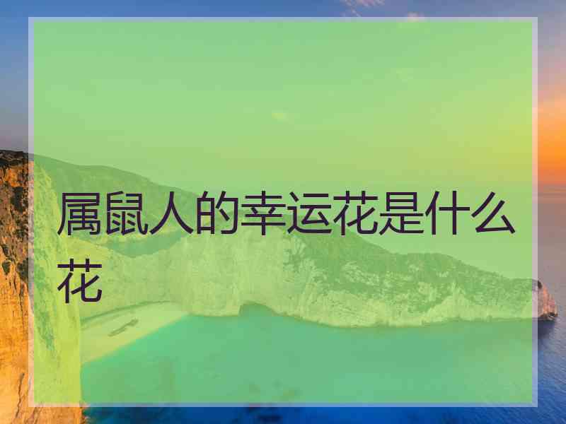 属鼠人的幸运花是什么花
