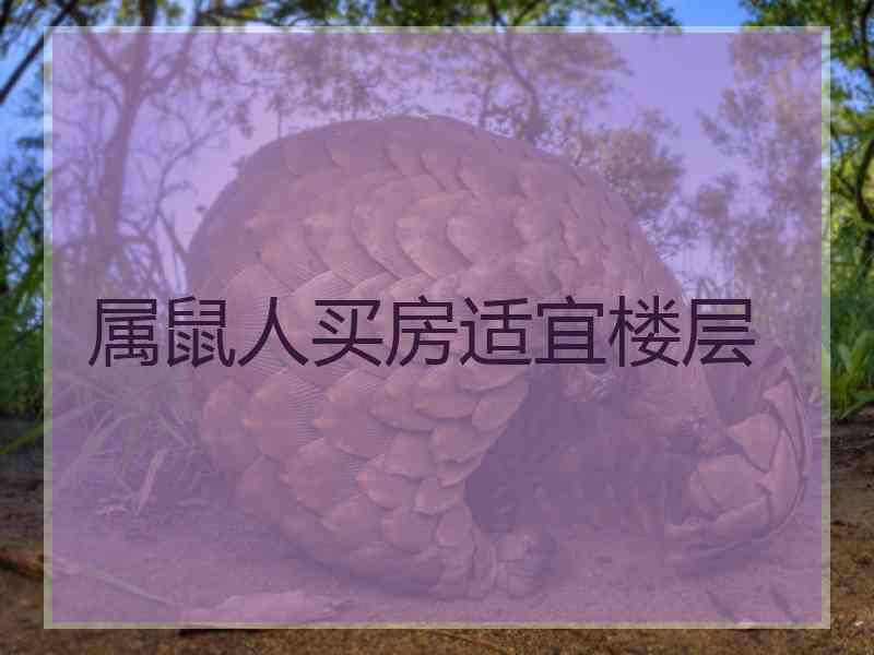 属鼠人买房适宜楼层