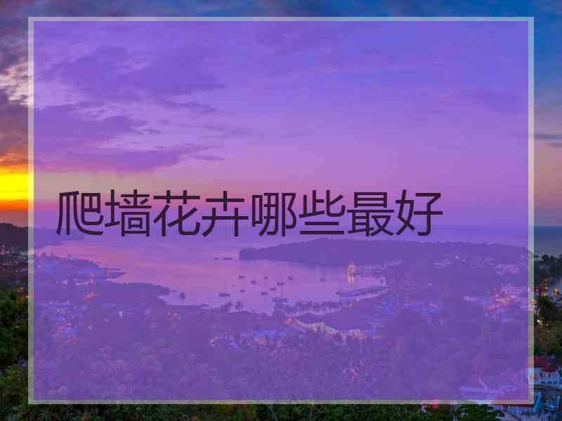 爬墙花卉哪些最好