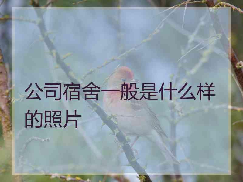 公司宿舍一般是什么样的照片