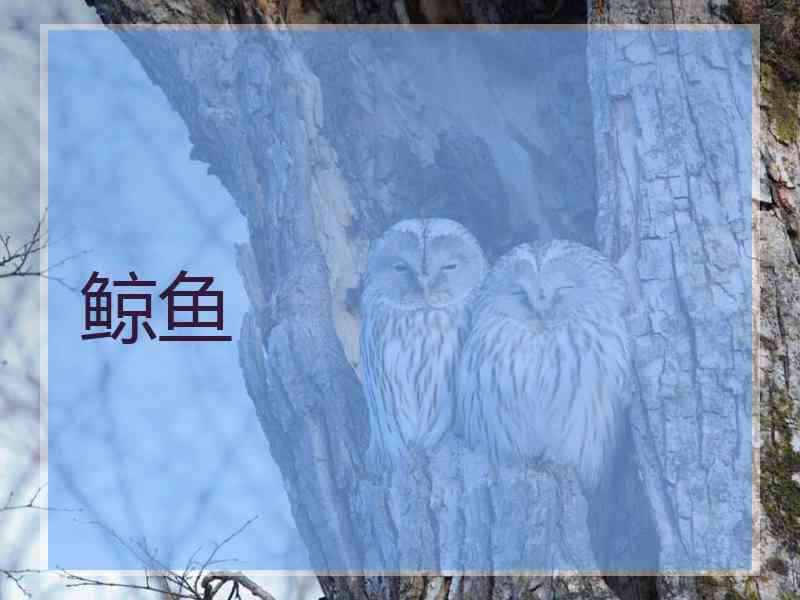 鲸鱼
