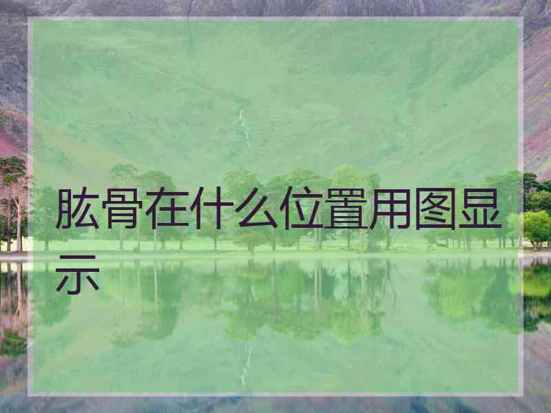 肱骨在什么位置用图显示