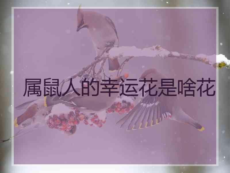 属鼠人的幸运花是啥花