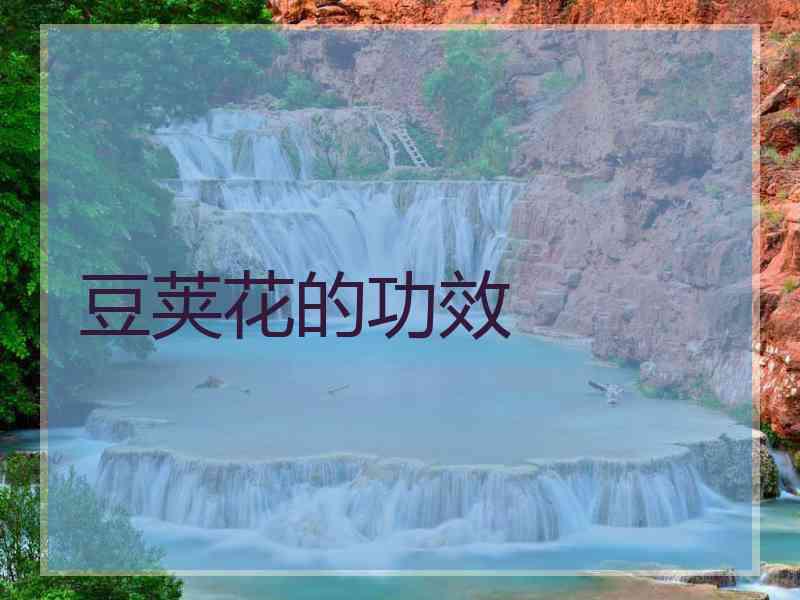 豆荚花的功效