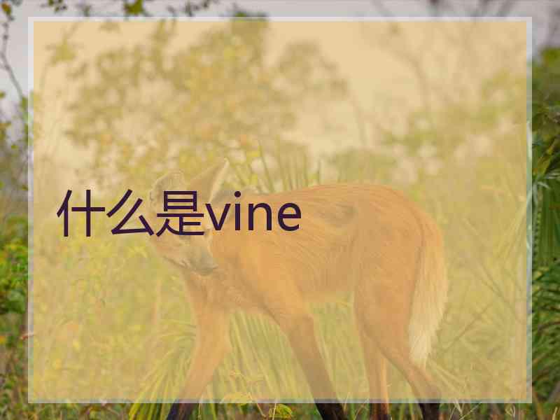 什么是vine