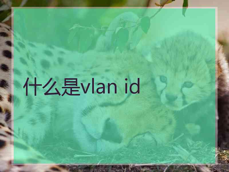 什么是vlan id