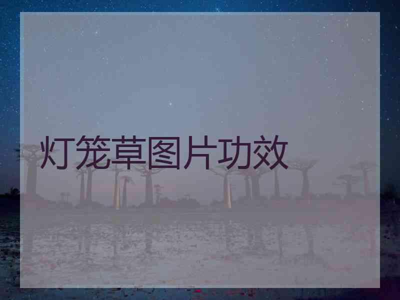 灯笼草图片功效