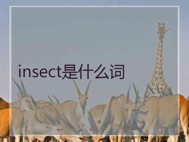 insect是什么词