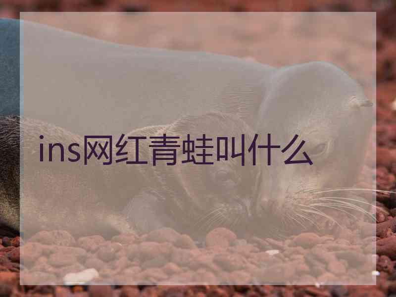 ins网红青蛙叫什么