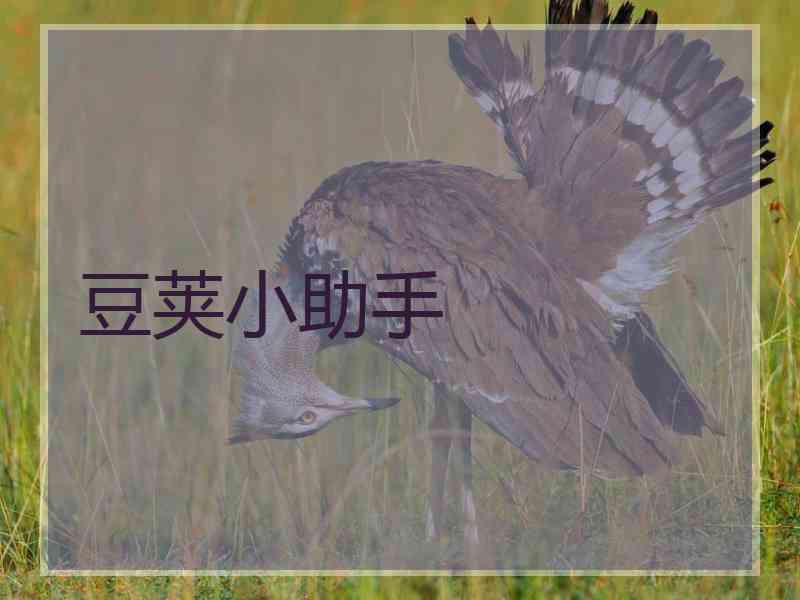 豆荚小助手