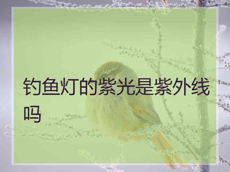 钓鱼灯的紫光是紫外线吗