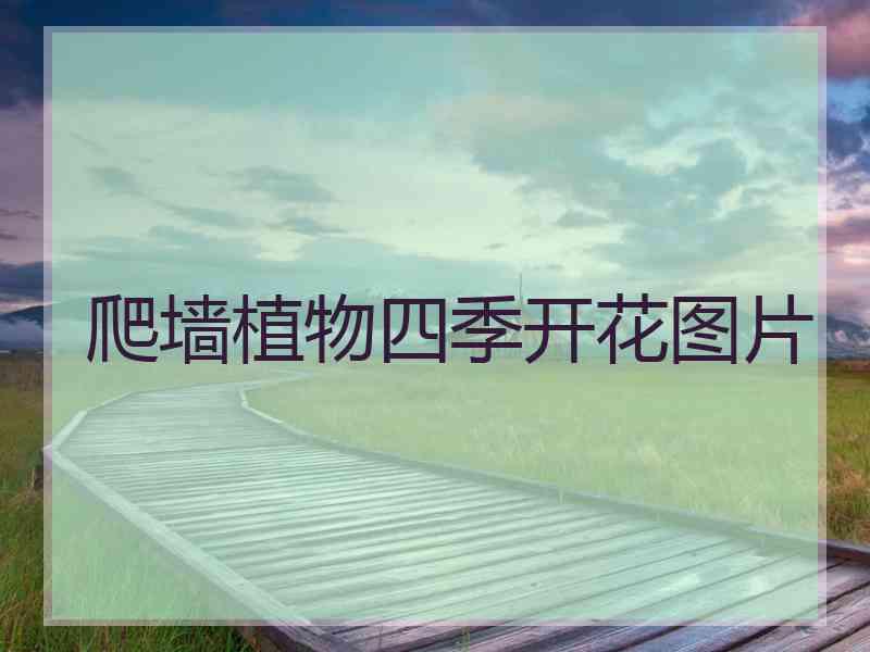 爬墙植物四季开花图片