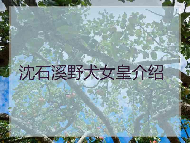 沈石溪野犬女皇介绍