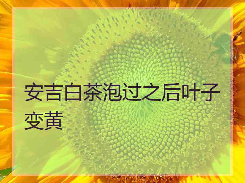 安吉白茶泡过之后叶子变黄