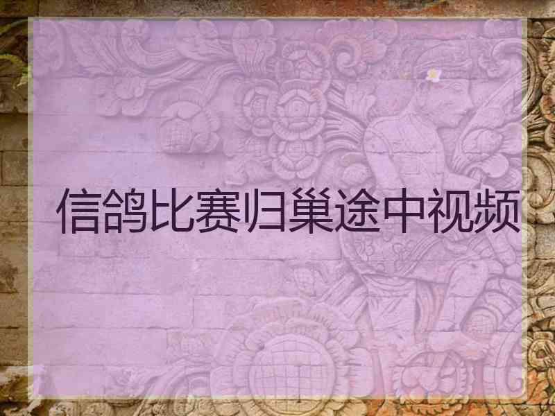 信鸽比赛归巢途中视频