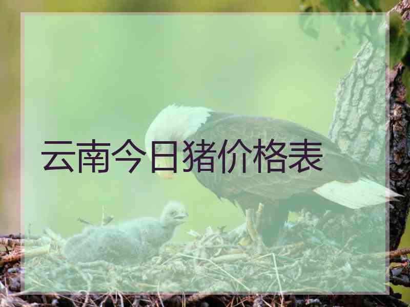 云南今日猪价格表
