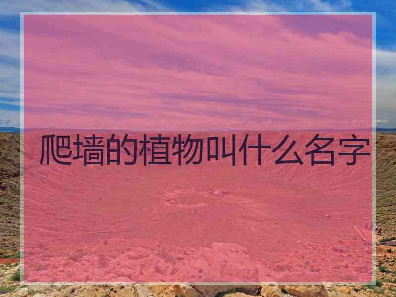 爬墙的植物叫什么名字