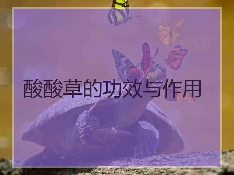 酸酸草的功效与作用