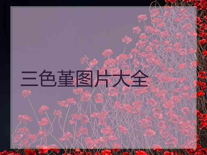 三色堇图片大全