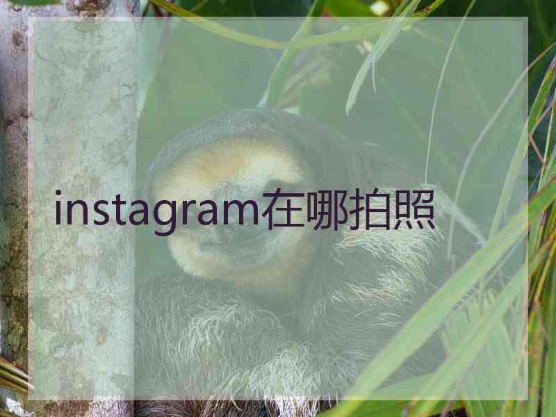 instagram在哪拍照