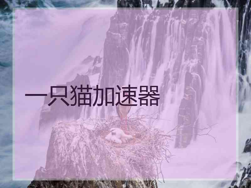 一只猫加速器