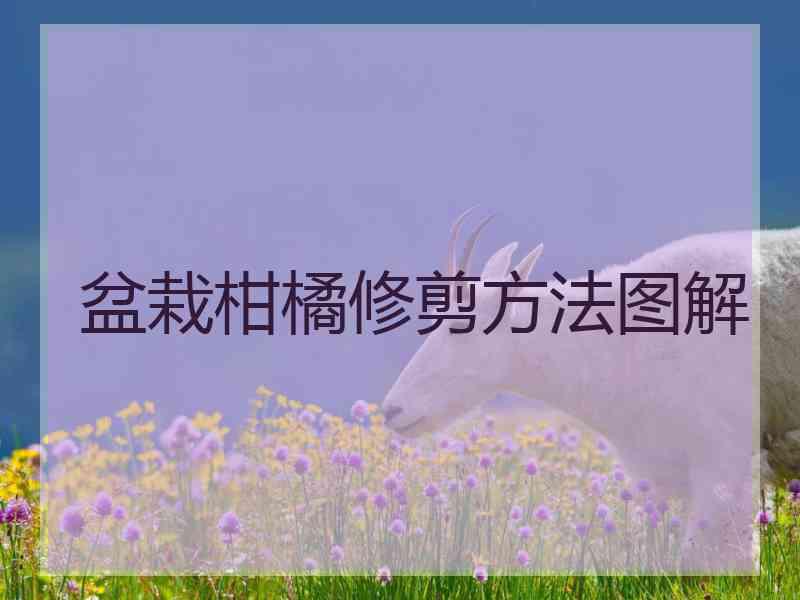 盆栽柑橘修剪方法图解
