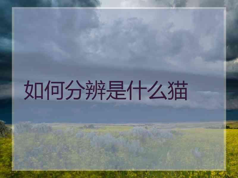 如何分辨是什么猫